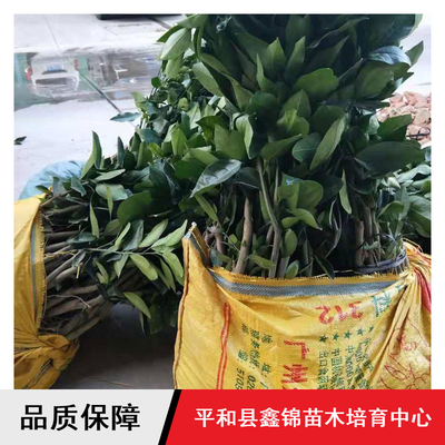 鑫錦純正蜜柚苗供應與批發指南 紅心柚、三紅蜜柚、黃金蜜柚樹苗選購全解析